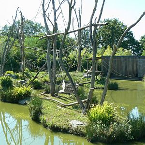 Zoo de la Flèche - Whole siamangs exhibit