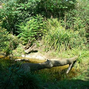 Zoo de la Flèche - Fishing cats exhibit