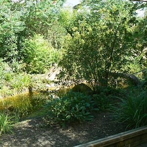 Zoo de la Flèche - Fishing cats exhibit