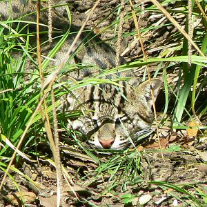 Zoo de la Flèche - Fishing cat