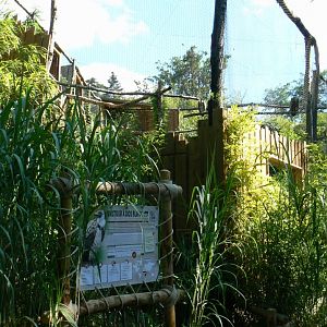 Zoo de la Flèche - African white-backed and griffon vultures aviary
