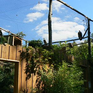 Zoo de la Flèche - African white-backed and griffon vultures aviary