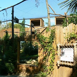 Zoo de la Flèche - African white-backed and griffon vultures aviary