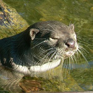 Zoo de la Flèche - Smooth-coated otter