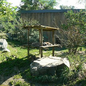 Zoo de la Flèche - Smooth-coated otters exhibit