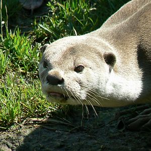Zoo de la Flèche - Smooth-coated otter