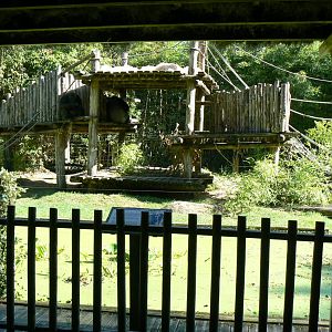 Zoo de la Flèche - Chimpanzees exhibit
