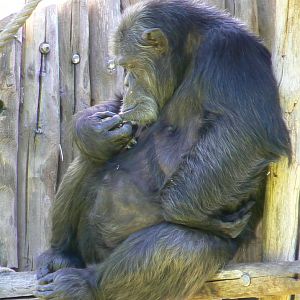 Zoo de la Flèche - Chimpanzee