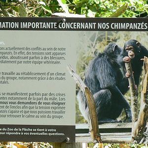 Zoo de la Flèche - Chimpanzees sign explaining behavioural problems