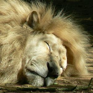 Zoo de la Flèche - Male south-erast african lion