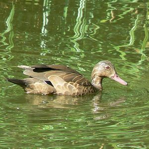 Zoo de la Flèche - Nosy Komba - Meller's duck