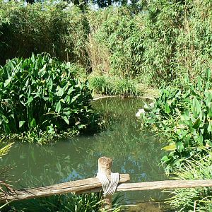 Zoo de la Flèche - Nosy Komba - Lemurs walkthrough exhibit