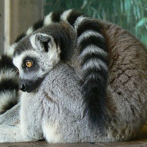 Zoo de la Flèche - Nosy Komba - Ring-tailed lemur