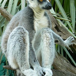 Zoo de la Flèche - Nosy Komba - Ring-tailed lemur