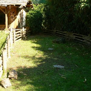 Zoo de la Flèche - Nosy Komba - Radiated tortoises enclosure and house