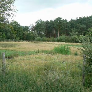 Réserve de la Haute-Touche - Future red river hogs enclosure