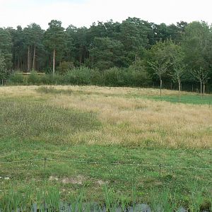 Réserve de la Haute-Touche - Future red river hogs enclosure