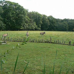Réserve de la Haute-Touche - African spurred tortoise enclosure & beisa oryxes and red lechwes plain at the bottom