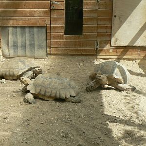 Réserve de la Haute-Touche - African spurred tortoises indoor