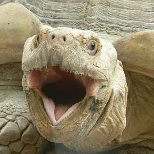 Réserve de la Haute-Touche - African spurred tortoise