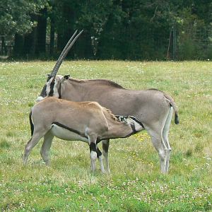 Réserve de la Haute-Touche - Beisa oryxes