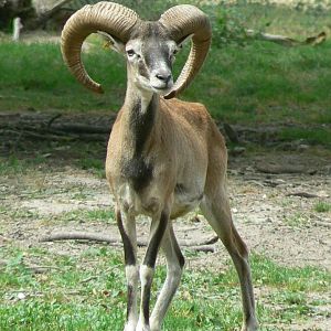 Réserve de la Haute-Touche - Corsican mouflon