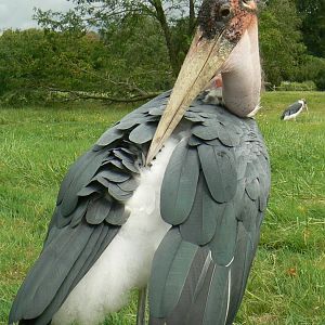 Réserve de la Haute-Touche - Marabou