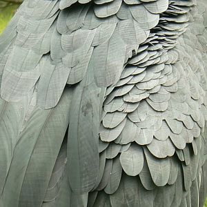 Réserve de la Haute-Touche - Marabou feather detail