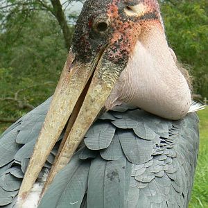 Réserve de la Haute-Touche - Marabou