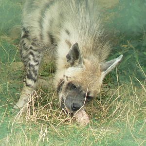 Réserve de la Haute-Touche - Striped hyena
