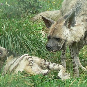 Réserve de la Haute-Touche - Striped hyenas