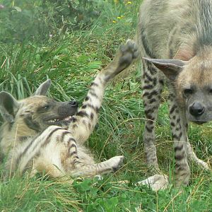 Réserve de la Haute-Touche - Striped hyenas