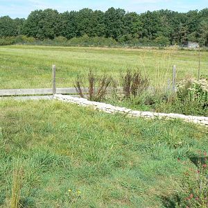 Réserve de la Haute-Touche - Turkish spur-thighed tortoises and Hermann's tortoises exhibit
