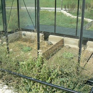 Réserve de la Haute-Touche - Turkish spur-thighed tortoises and Hermann's tortoises exhibit