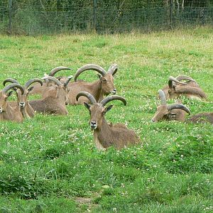 Réserve de la Haute-Touche - Barbary sheeps herd