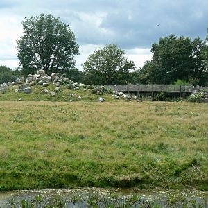 Réserve de la Haute-Touche - Mishmi takins and markhors 2 hectares enclosure