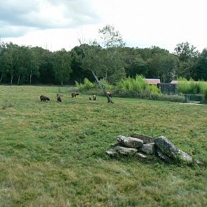 Réserve de la Haute-Touche - Mishmi takins and markhors 2 hectares enclosure
