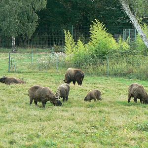 Réserve de la Haute-Touche - Mishmi takins herd