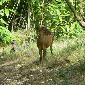 Réserve de la Haute-Touche - Female barking deer
