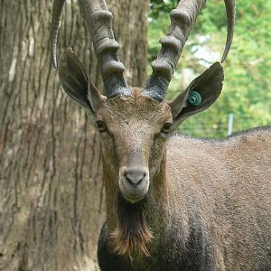 Réserve de la Haute-Touche - Nubian ibex