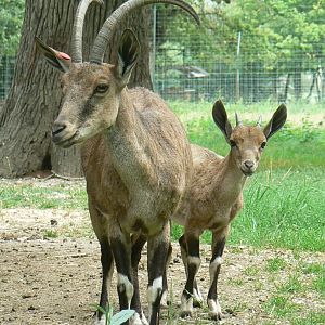 Réserve de la Haute-Touche - Nubian ibexes