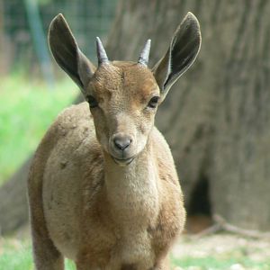 Réserve de la Haute-Touche - Nubian ibex