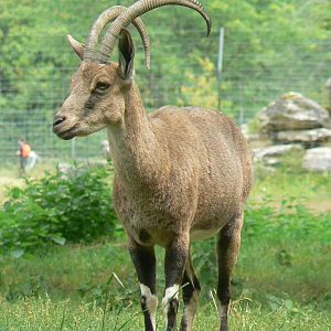 Réserve de la Haute-Touche - Nubian ibex