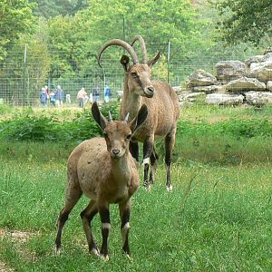 Réserve de la Haute-Touche - Nubian ibexes