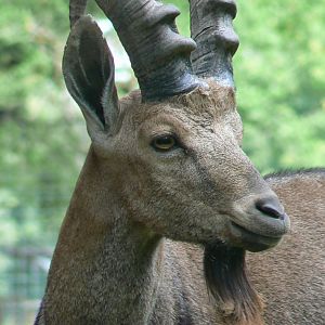 Réserve de la Haute-Touche - Nubian ibex