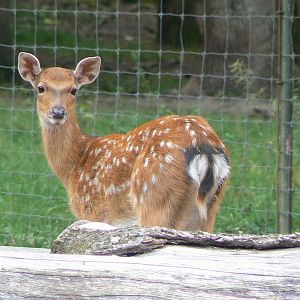 Réserve de la Haute-Touche - Vietnamese sika deer fawn