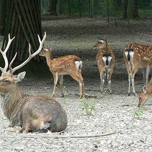Réserve de la Haute-Touche - Vietnamese sika deers