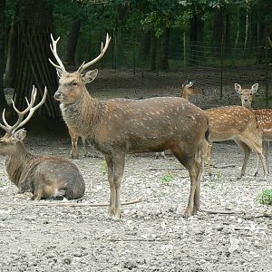 Réserve de la Haute-Touche - Vietnamese sika deers