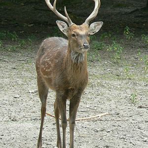 Réserve de la Haute-Touche - Vietnamese sika deer