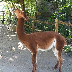 Alpaca (Vicugna pacos), 2021-09-03